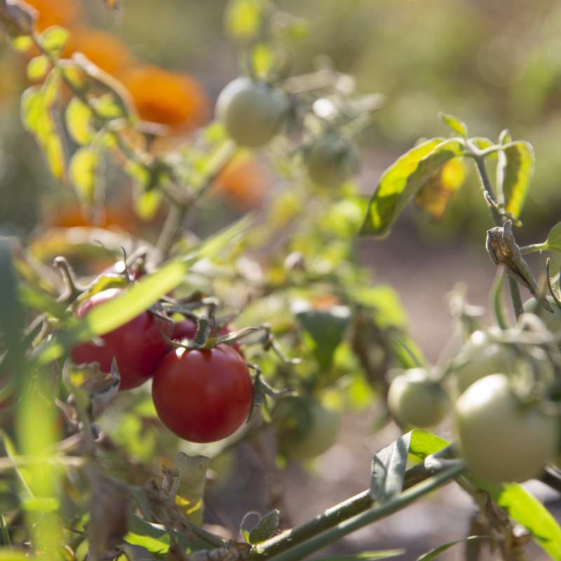 Tomatoes – Bostani Bar & Restaurant